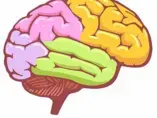Sphingomyelin in the Brain and Cognitive Development