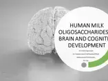 HMO and Cognitive development