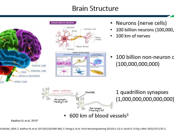 There is rapid, dynamic, and complex brain growth and development in the first years of life. Genetic and environmental (nutr