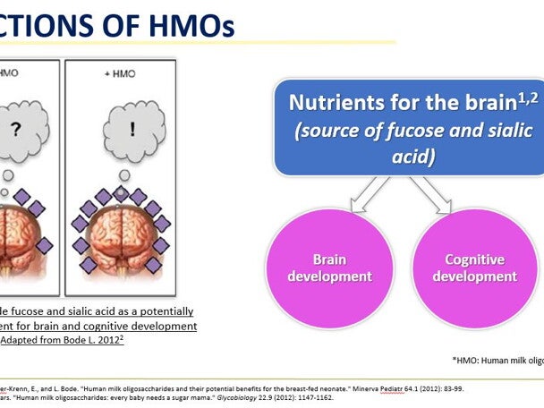 Human Milk Oligosaccharides and brain development_New Perspectives