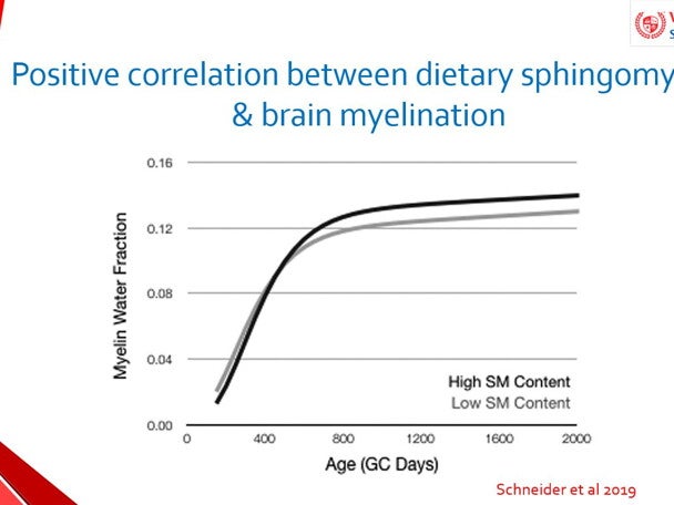 Role of sphingomyelin