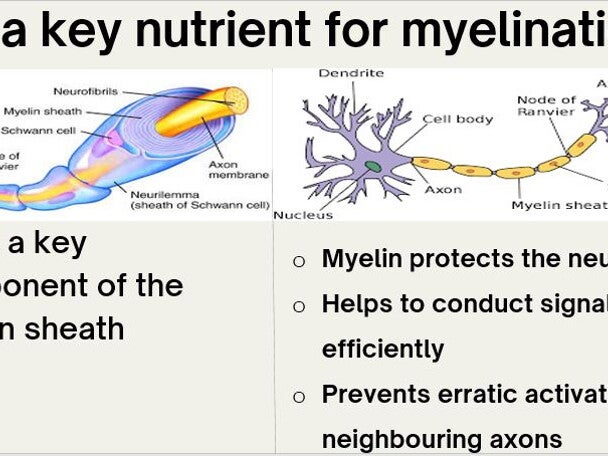 Role of sphingomyelin