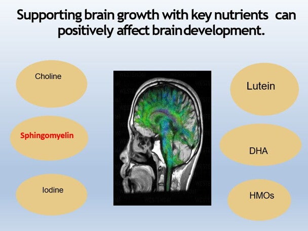 Role of sphingomyelin in cognition