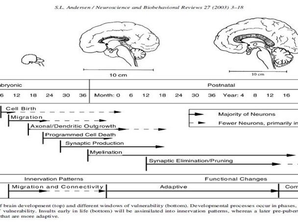 Cognitive development is influenced by many factors, including nutrition. Nutrients provide building blocks that play a criti