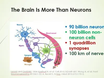 The Brain is more than Neurons