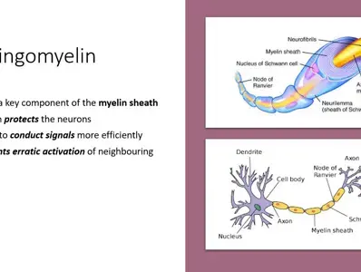 Sphingomyelin in the Brain and Cognitive Development